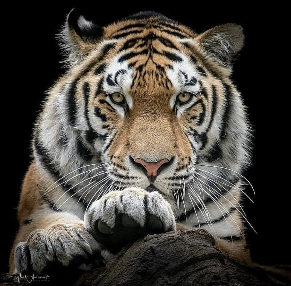 Тайгер 2023. Тайгер тигр. Металлический тигр. Тигр 5д. Железная тигрица.